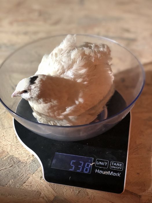 Перепілки. Перепелині яйця.