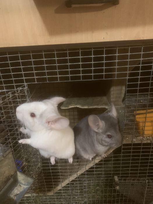 Гризунчики,гризуни.домашні