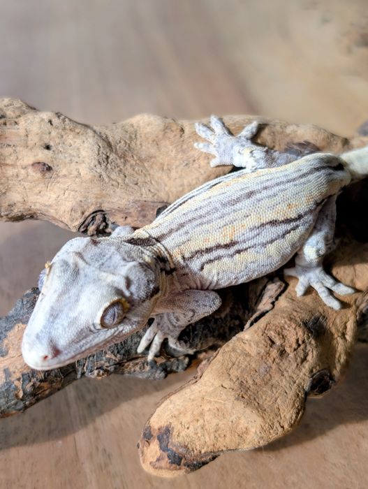 Gekon nie orzęsiony z Nowej Kaledonii