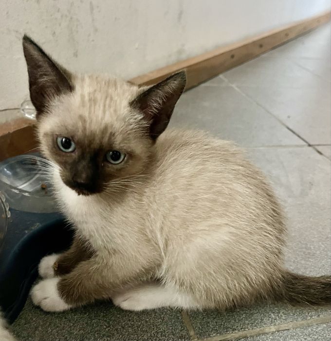 Dou gatos bebes com 2 meses