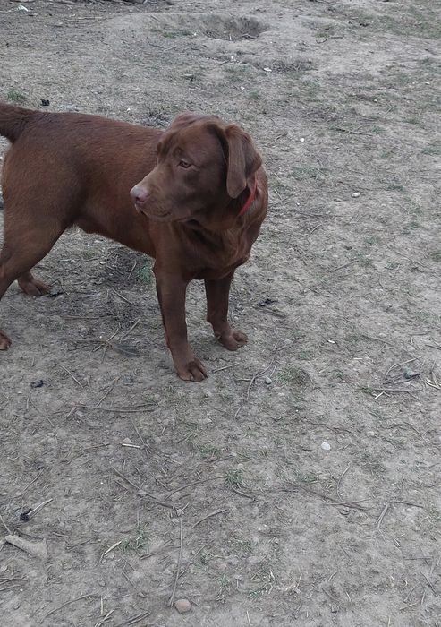 Labrador Retriever PIESEK