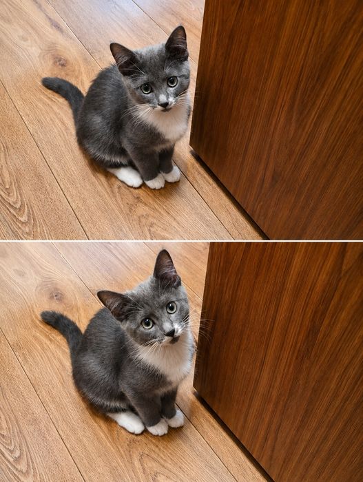 продам котят шиншиллы