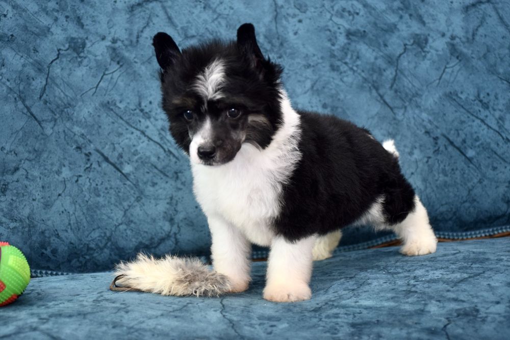 Chinese Crested Dog - Variedade com pelo