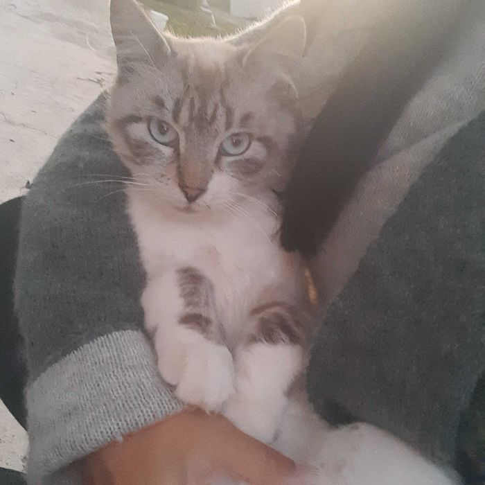 Котик шукає люблячу родину
