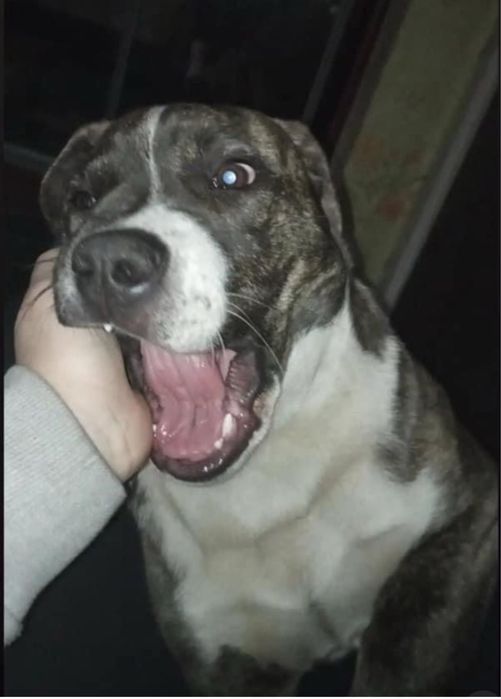 Сильний та гарний пес в надійні і відповідальні руки!