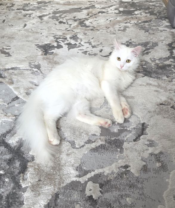 Подарую   котика