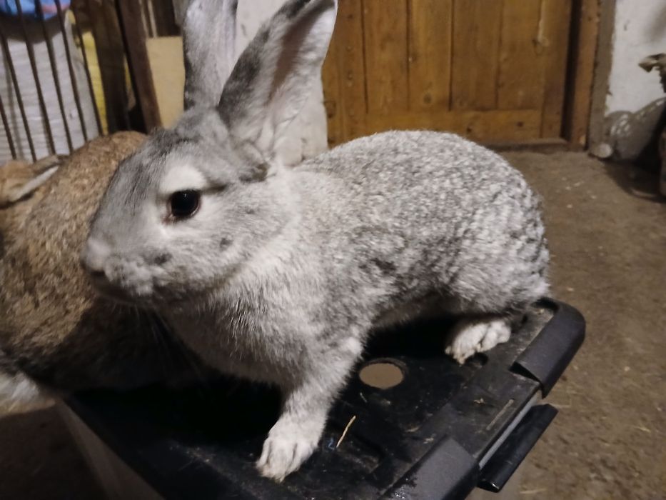 Młode samice do zakocenia