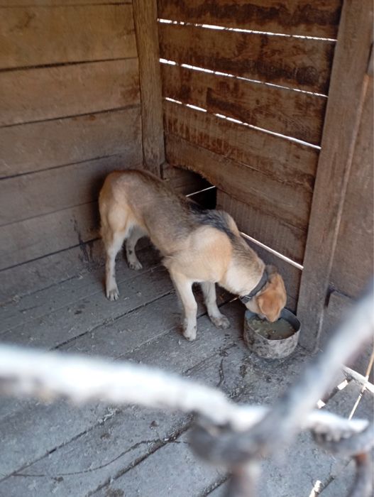 Пробається собака