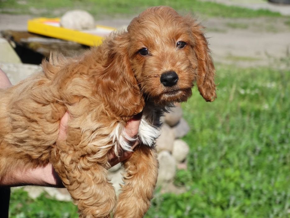 Cockapoo  dziewczyny