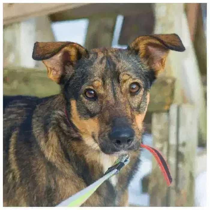 Молодая собака в поиске дома