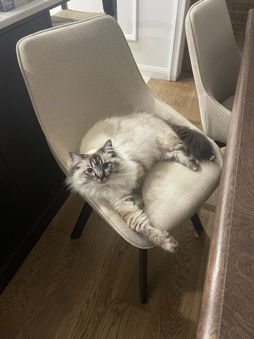 Kotka Ragdoll 2 letnia