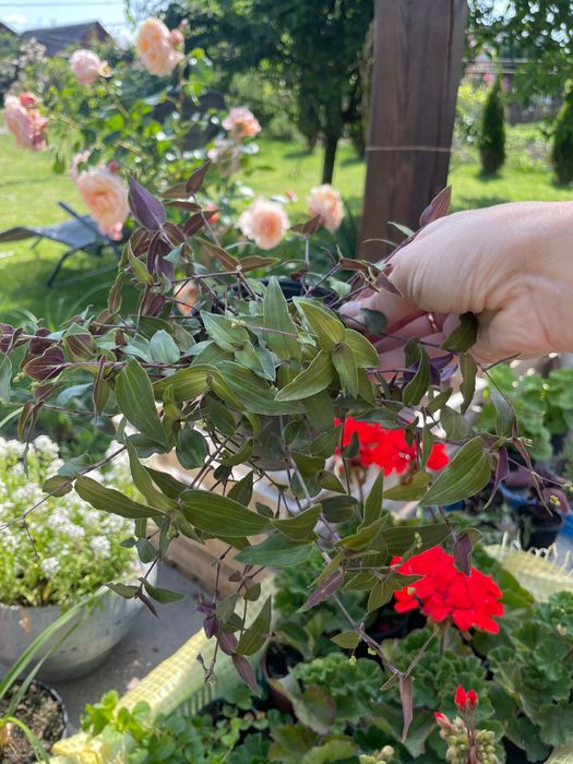 Традесканція  «Біла фата», вербейник в кашпо для тераси