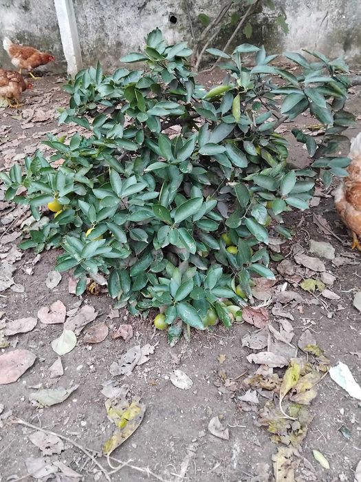 Lima 100 % Biológica