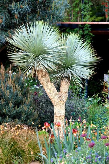 Juka rostrata / Yucca rostrata / ~155cm mrozoodporna!