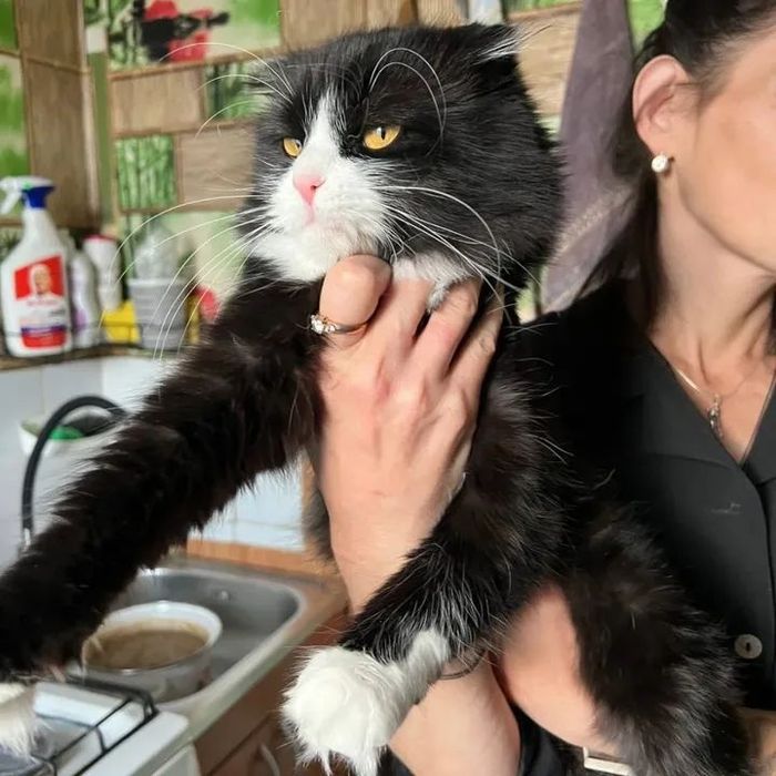 Котик висловухий красень