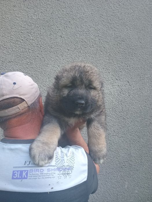 Продам щинків кавказької вівчарки
