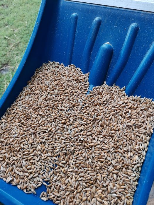 Pszenica # Pszenżyto METRO 2025