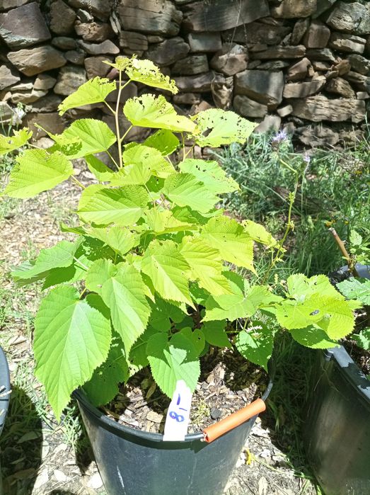 Paulownia elongata hybrids and other plants