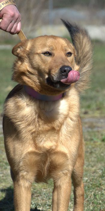 Izydor - pies do adopcji