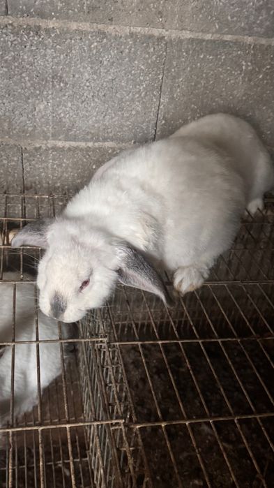 Coelhos cruzados com raça Lop Francesa