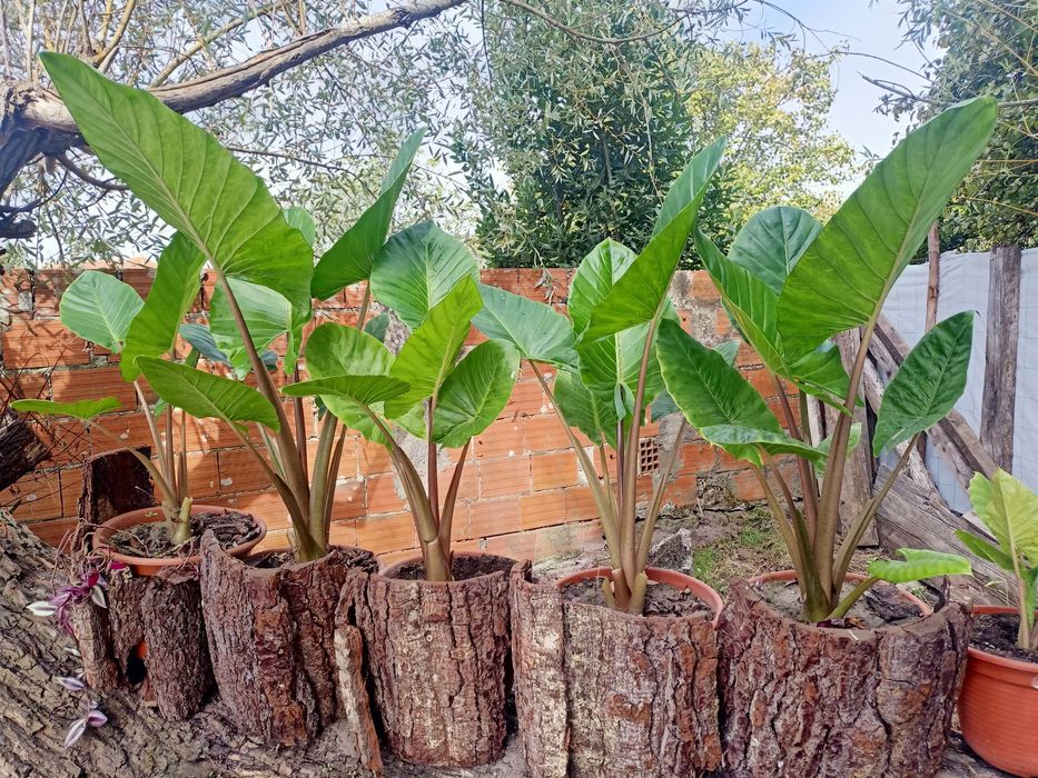 Alocasia cucullata ou orelha de elefante
