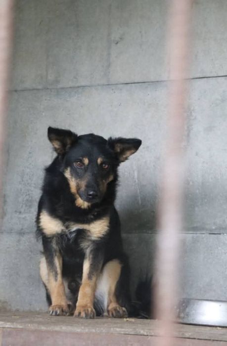 Pomocy! Hektor nadal bez domu