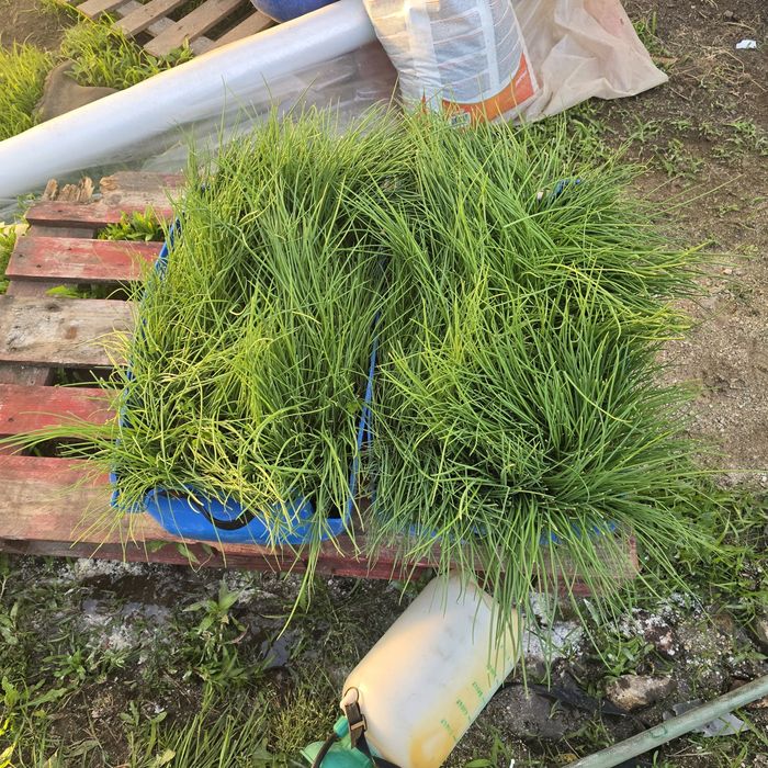 Cebolo para plantar