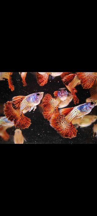 Gupik gupiki Metal Red Lace