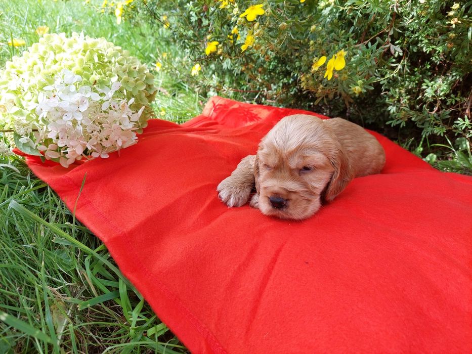 Cocker Spaniel Angielski Szczenię