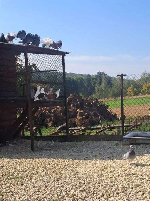 Gołębie ozdobne paniki.