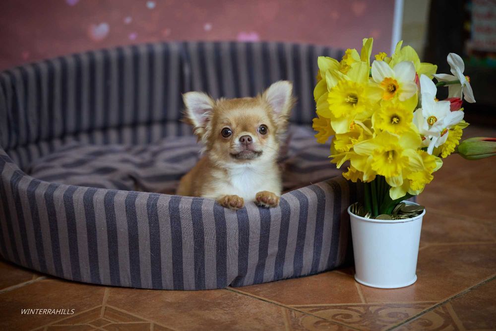 Елітні цуценята ~ Чихуахуа КСУ -