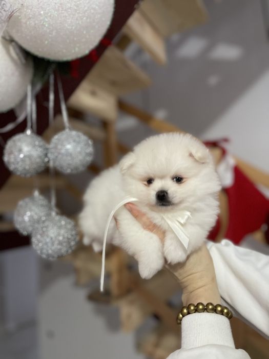 Померанські шпіци  від серця до серця