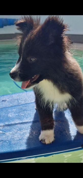 Último Border collie macho, linhagem de exposição