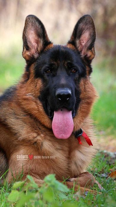 Owczarek niemiecki FCI