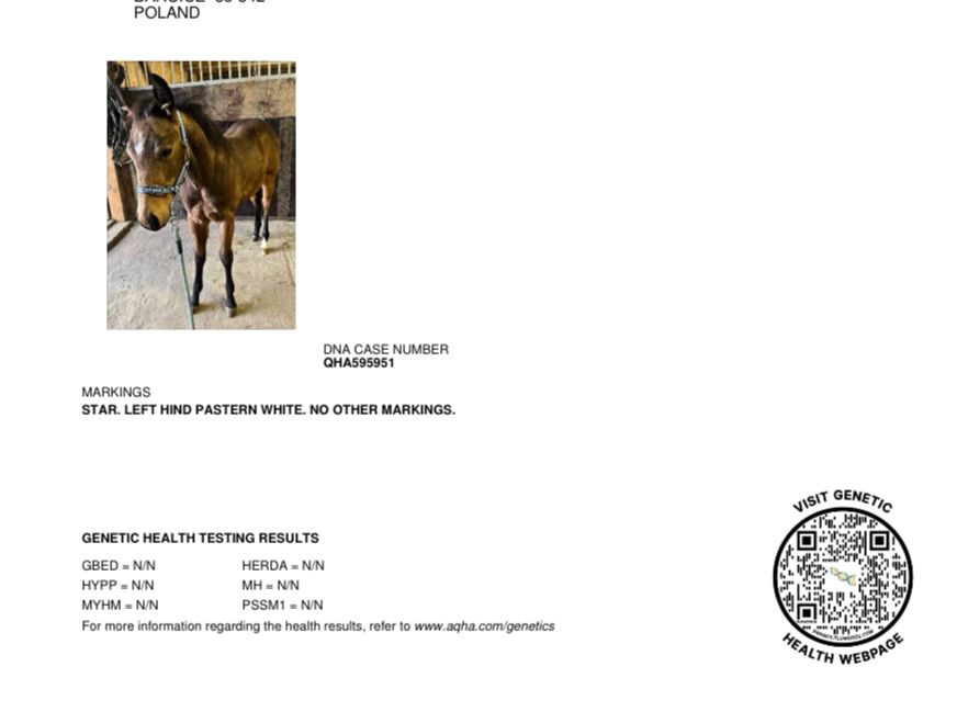 Ogier AQH 3 lata reining