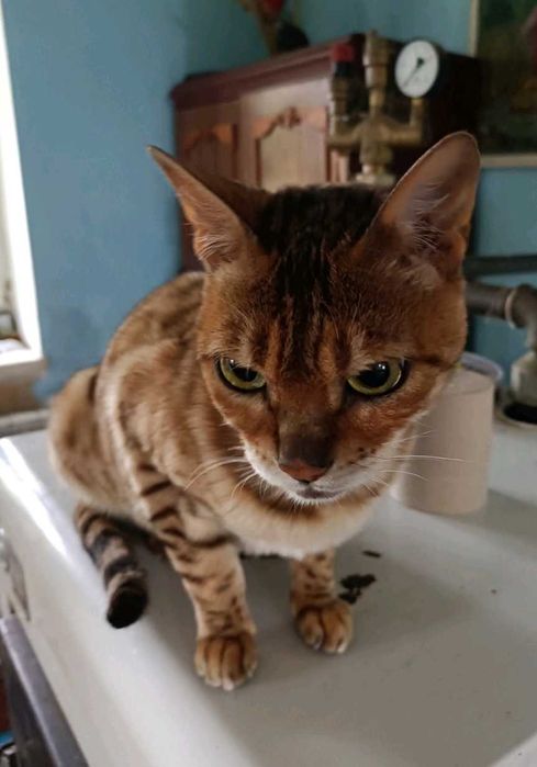 Бенгальская кошечка продается