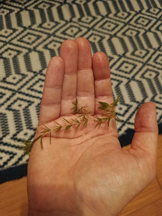 Plantas de Aquário