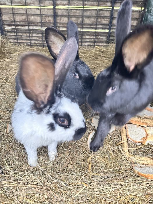 Sprzedam kroliki z wiosny 2025