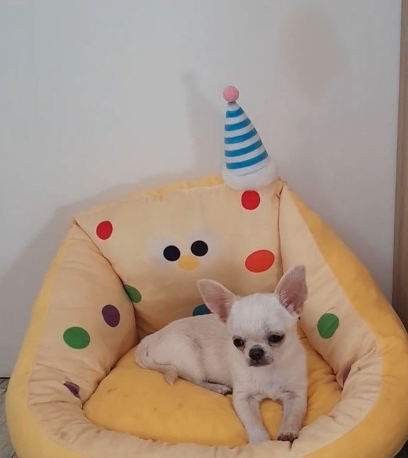 kremowy chłopiec chihuahua