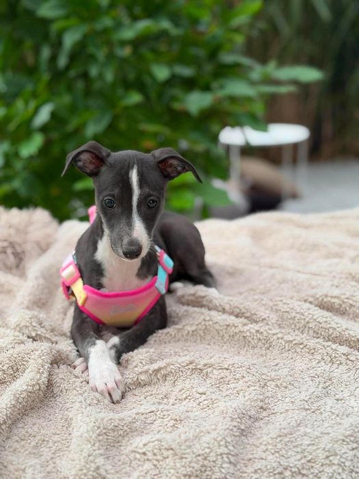 Whippet chart suczka