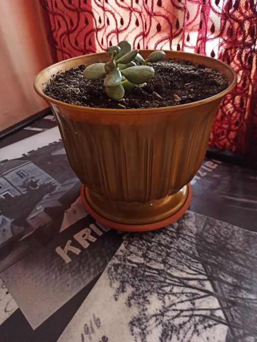 Продається вазон з горщиком