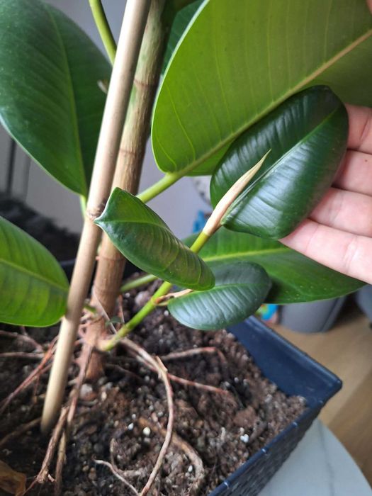 Zestaw roślin domowych: hoya, fikus sprężysty, monstera, epipremnum