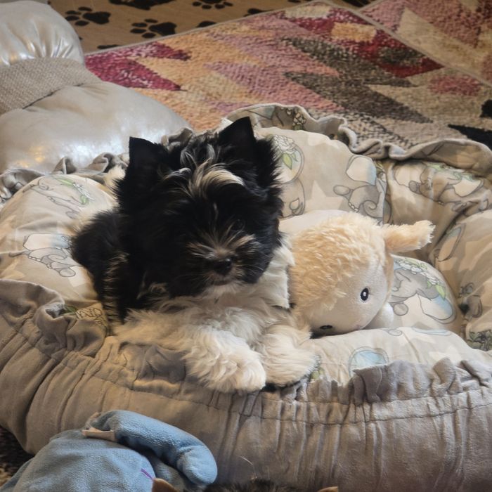 Yorkshire Terrier biało-czary PROMOCJA