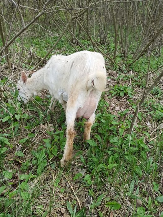 Продам дійну козу