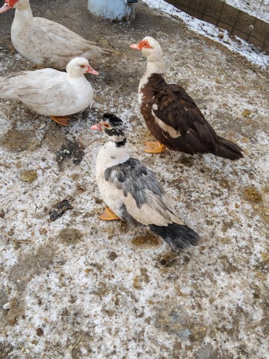 Kaczki francuskie samiczki