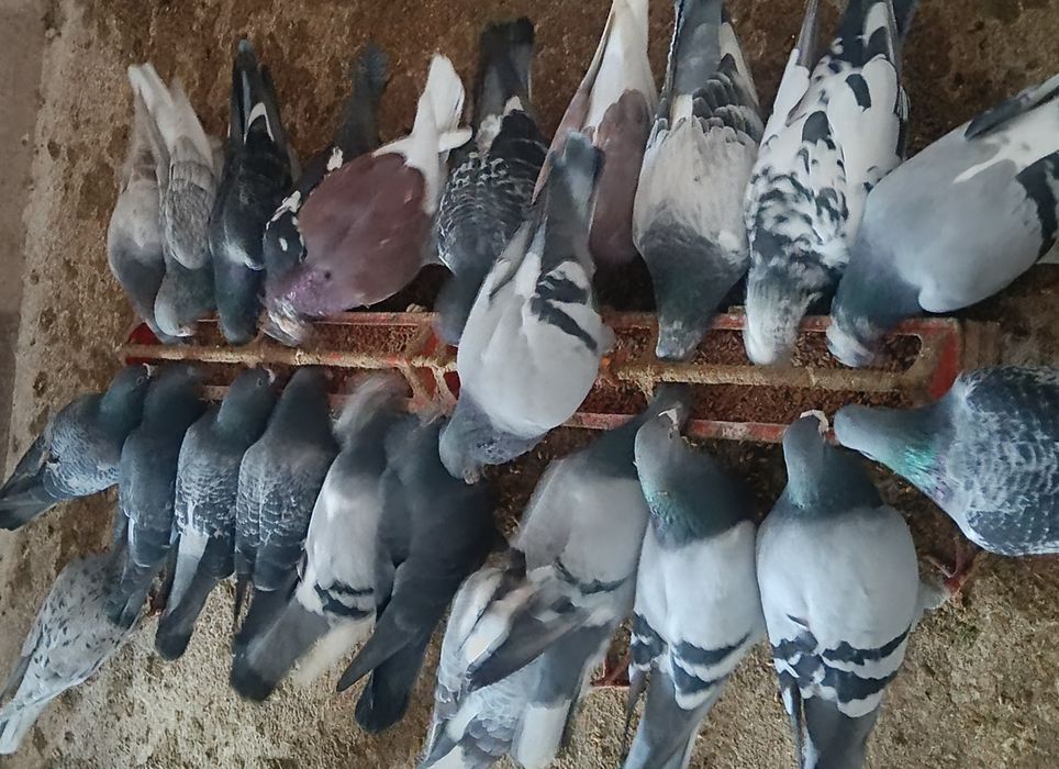 Sprzedam gołębie pocztowe lotowane oraz rozpłodowe