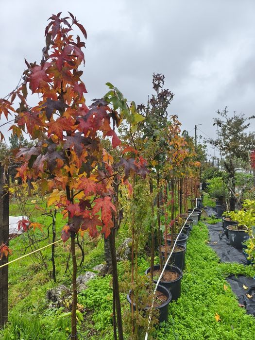 Liquidambar Styraciflua