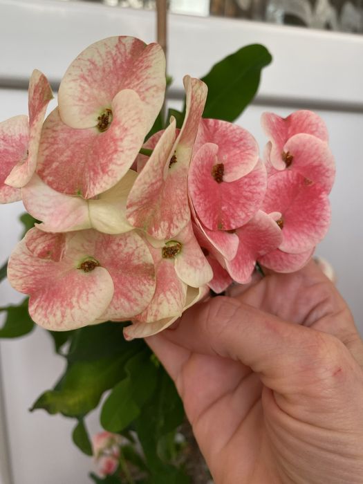 Кактус молочай міля білий , червоний , рожевий