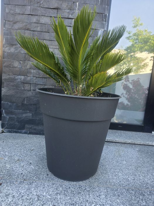 Palmeira Cica (Cycas Revoluta) | Planta Tropical + Vaso Grande Preto