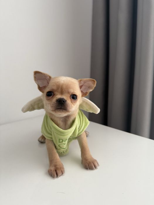 Золотий хлопчик міні чіхуахуа